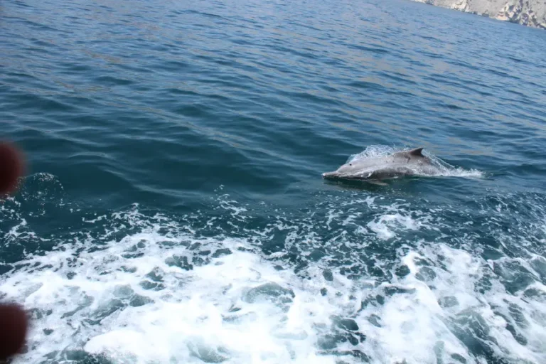 How to Spot Dolphins in Musandam (Seasonal Tips & Best Routes)