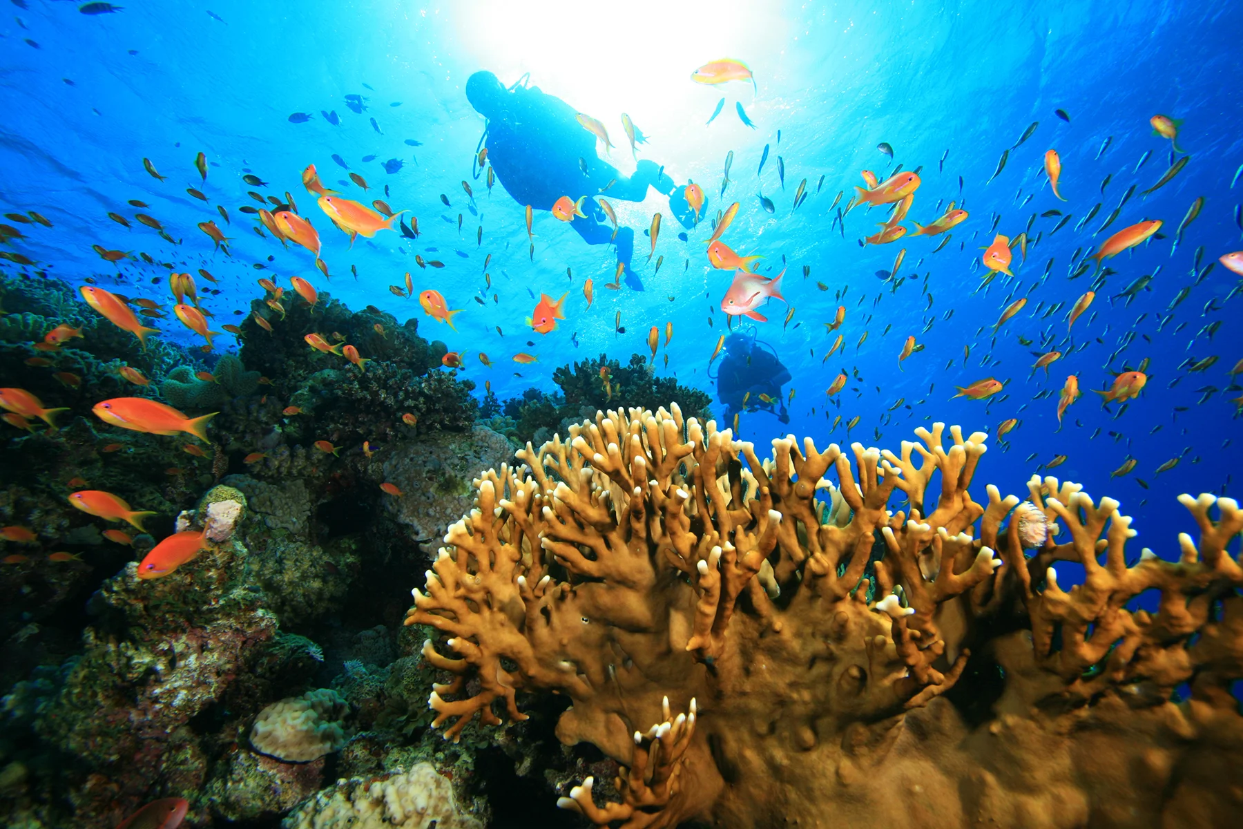 best musandam tours from dubai